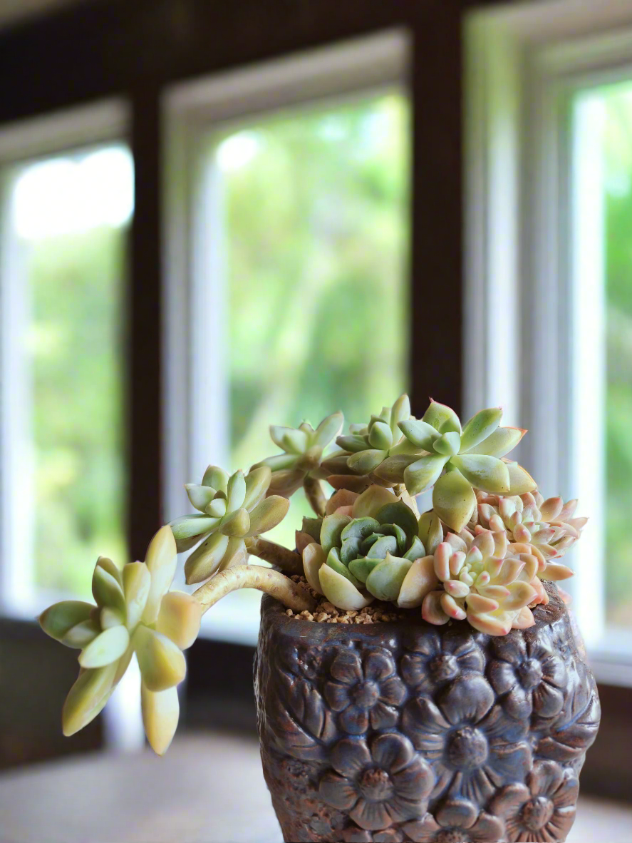 Succulent Rustic Floral Embossed Pot – Graptoselum Bronze, Fanfare 'Lovely Rose,' and Sedeveria Hummelii