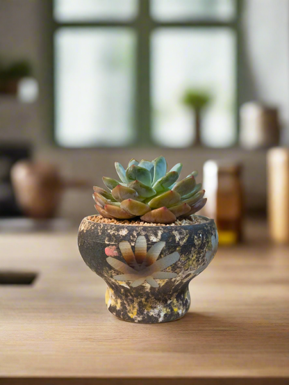 Succulent Moonlit Bloom Pot – Desert Gold with Echeveria Orange Monroe - SlowBloomGreens