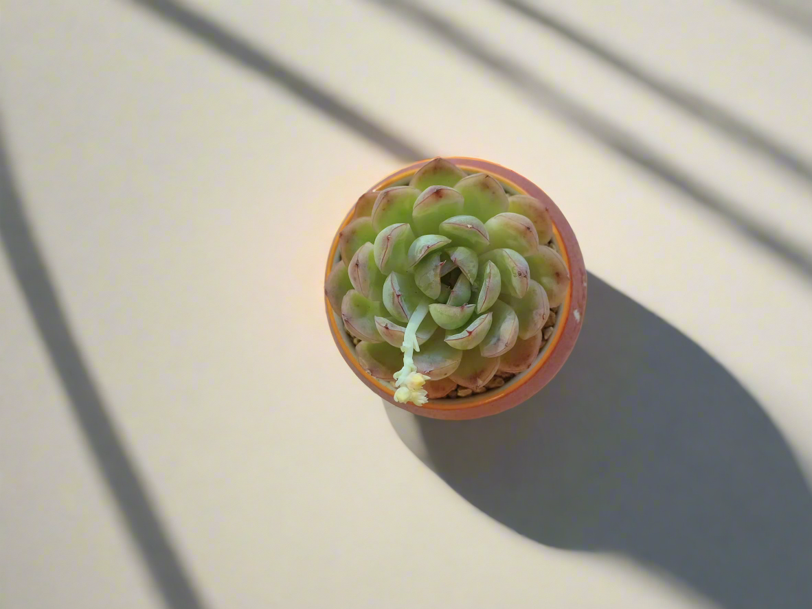 Succulent Auspicious Grace Pot - Echeveria Elegans