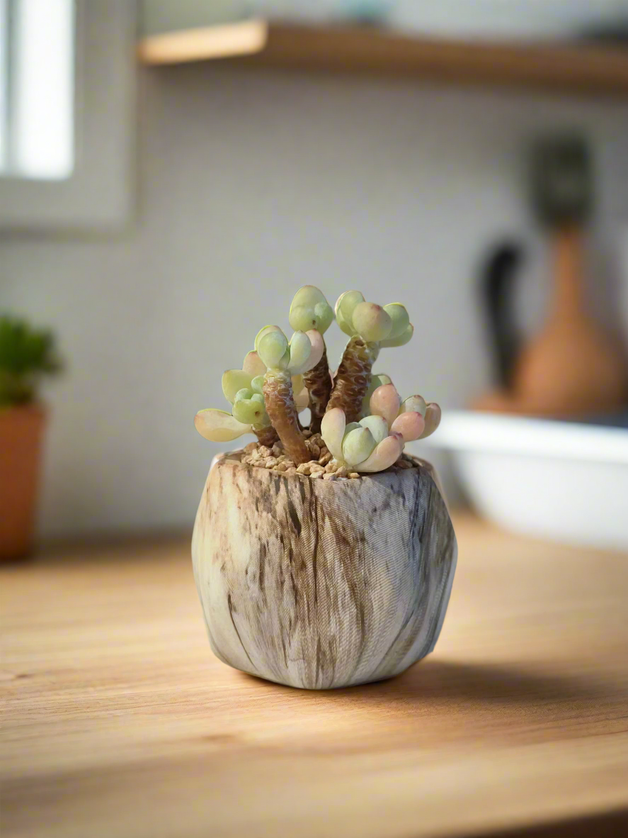 Earthy tones of Sedum 'Stonecrop' in octagon pot