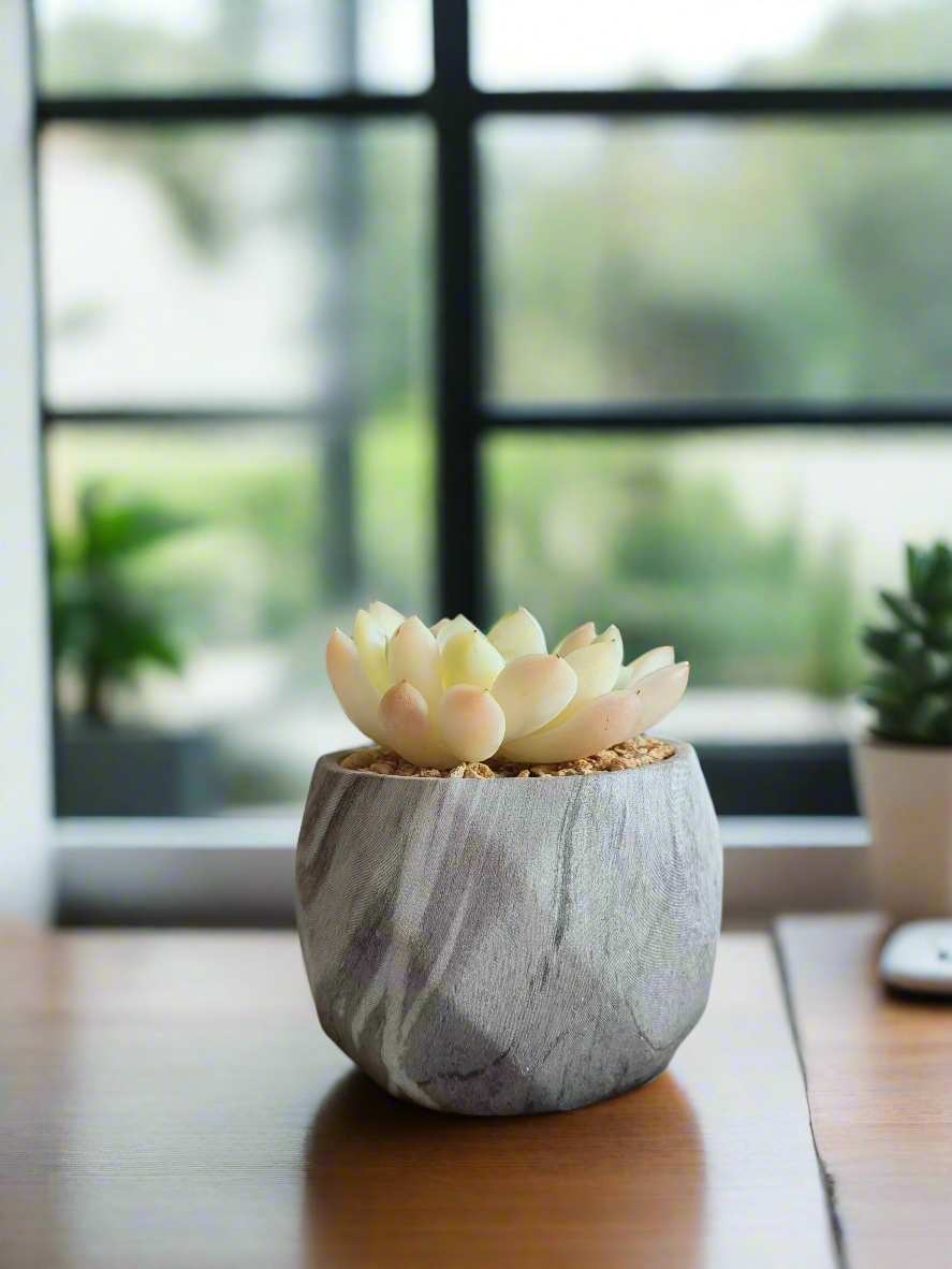 Echeveria Elegans in the Succulent Harmony Grey Pot – Marble Pot showing off its charm.