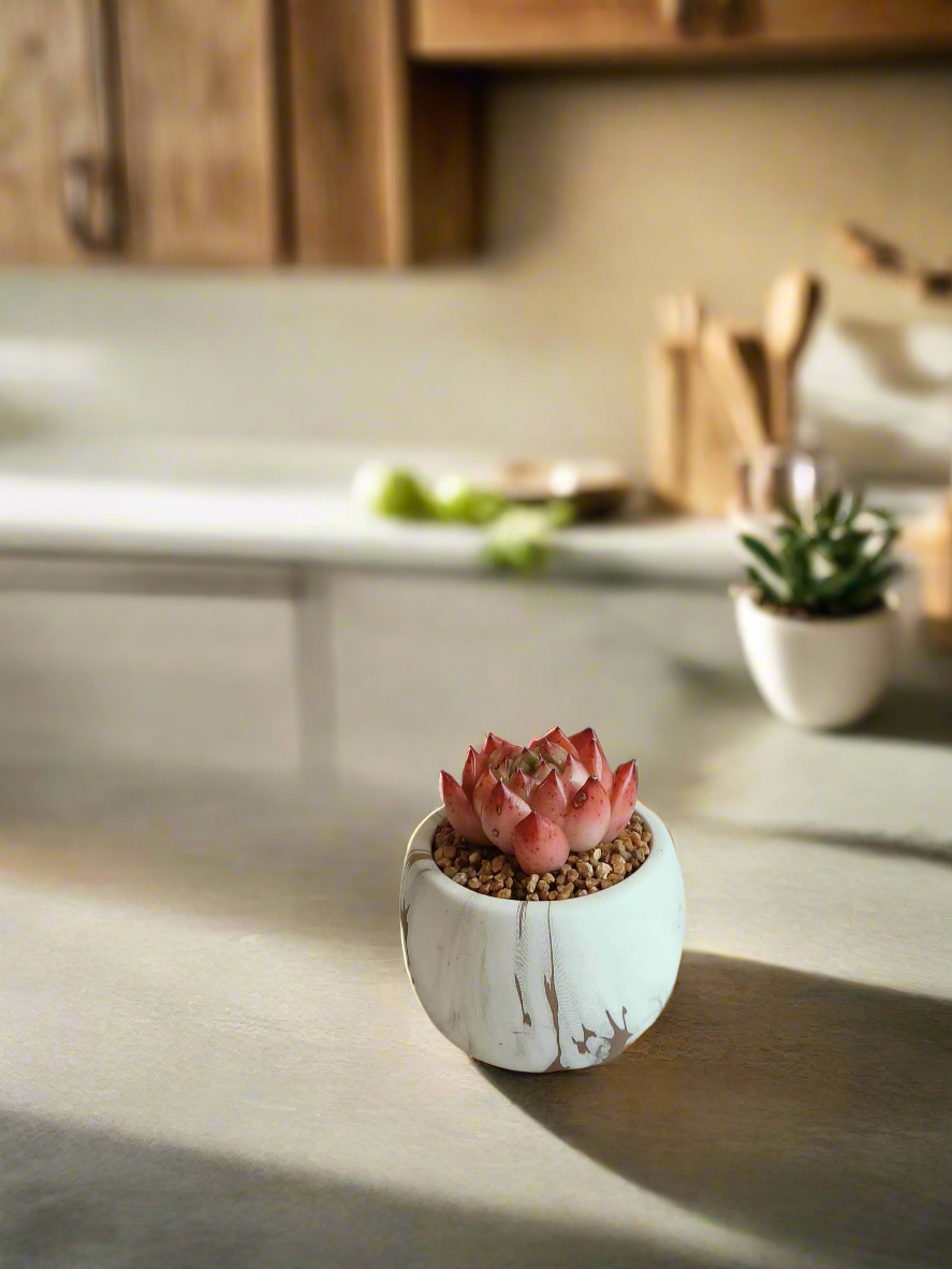 Succulent Mini Round Gold Pot – Echeveria Agavoides 'Romeo'