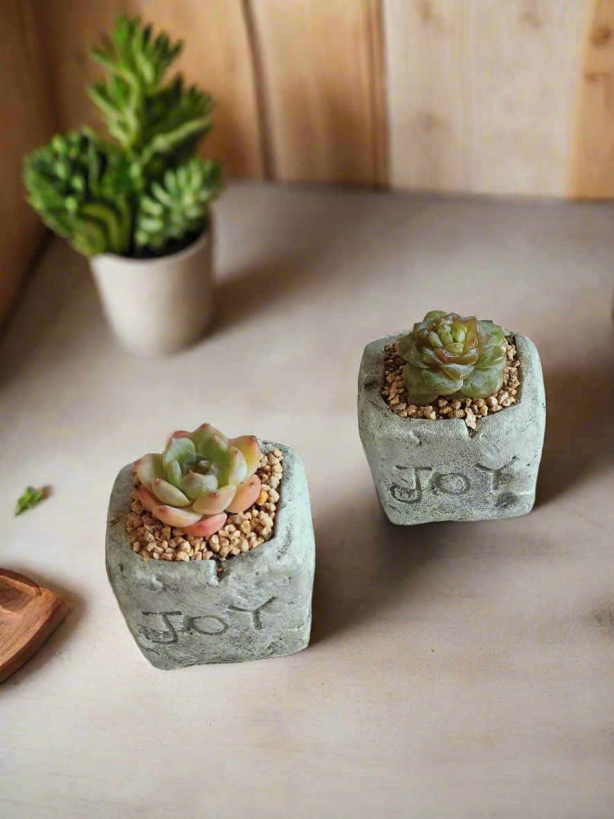 Succulent Simply Joy - Gift Favors (12 pack)