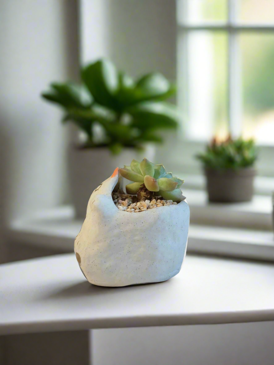 Lush rosettes of Echeveria Elegans in a cat-shaped pot