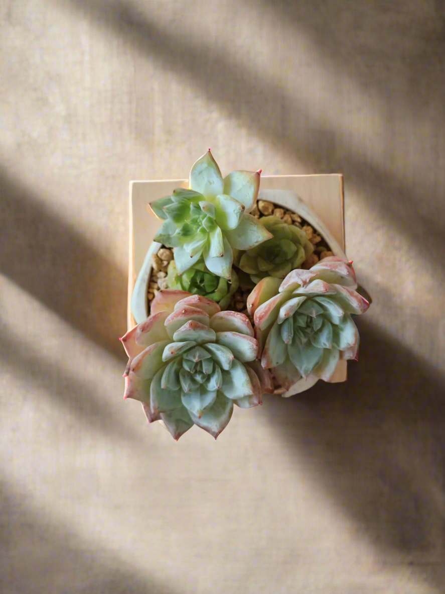 Succulent Radiant Octagon Brown – Echeveria BlueBird