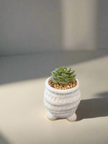 Succulent Tiny Footed Planter - Echeveria 'Red Velvet' - SlowBloomGreens