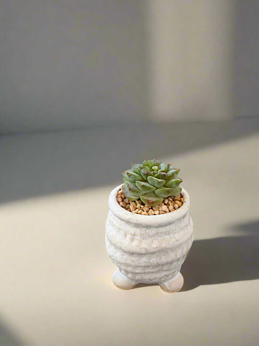 Succulent Tiny Footed Planter - Echeveria 'Red Velvet' - SlowBloomGreens