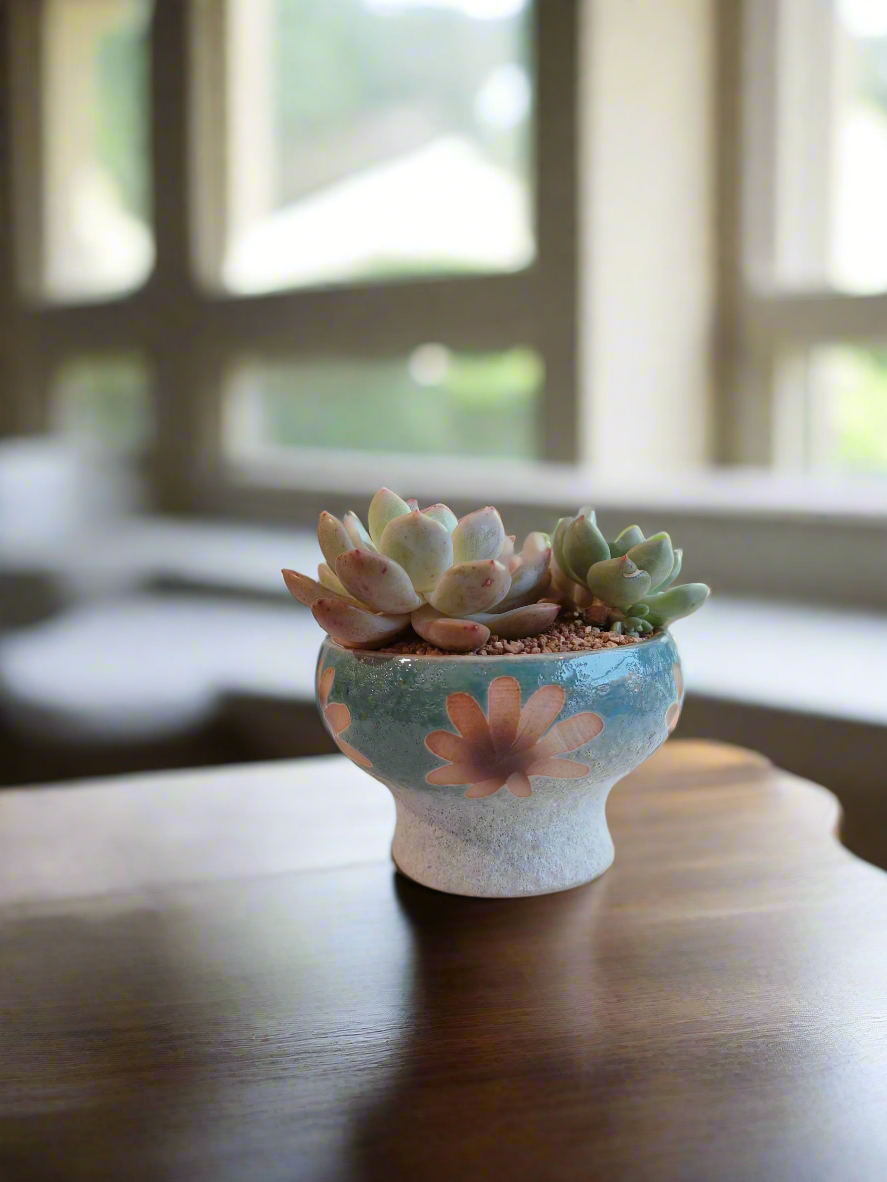 Succulent Moonlit Bloom Pot – Skyward Blue with Echeveria Laui & Friends