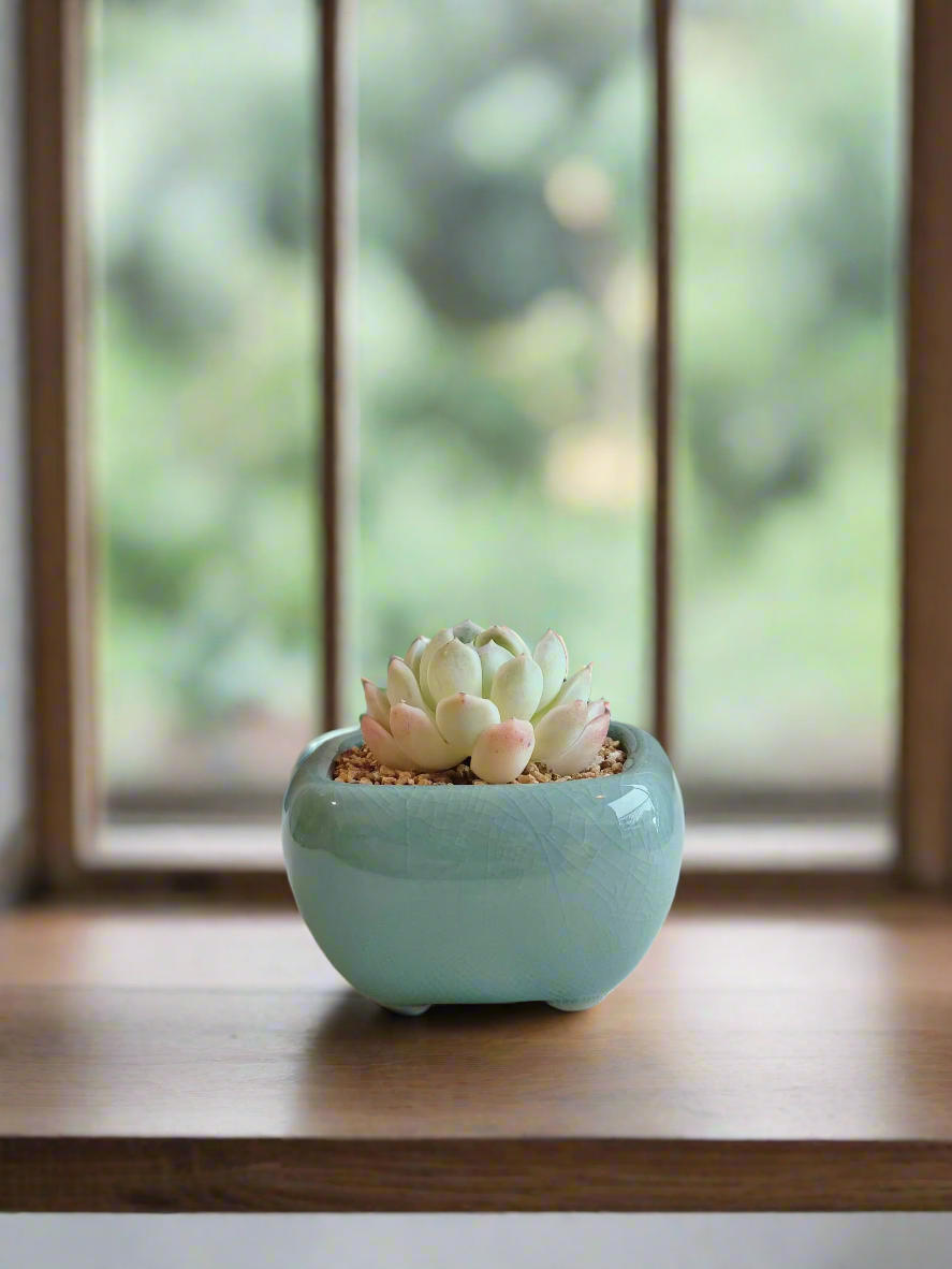 Succulent Zen Square Turquoise Pot – Echeveria Elegans