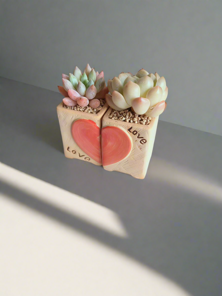Succulent Heart Duo – The Perfect Gift of Love and Growth - SlowBloomGreens