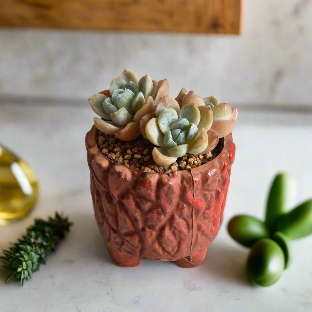 Succulent Rustica Ceramic Red – Echeveria hybrid - SlowBloomGreens