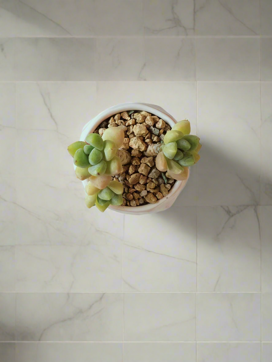 Succulent Petite Bliss Pink - - SlowBloomGreens