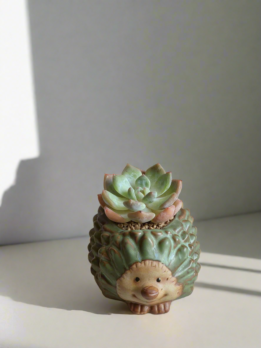 Succulent Hedgehog Pot - Echeveria Suryeon