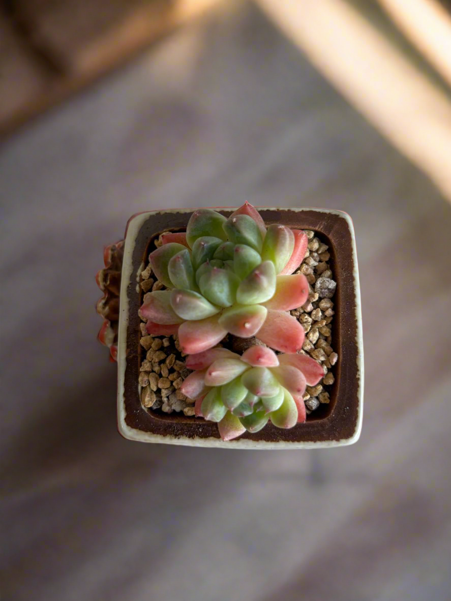 Succulent Ceramic Square Flowerpot White – Echeveria Suryeon - SlowBloomGreens