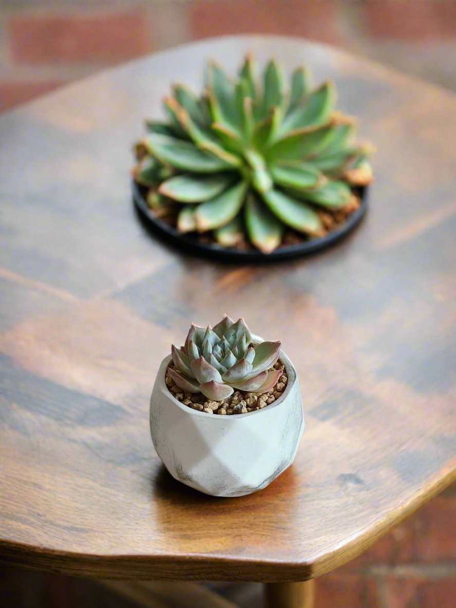 Succulent Harmony Ash Pot, highlighting its elegance.