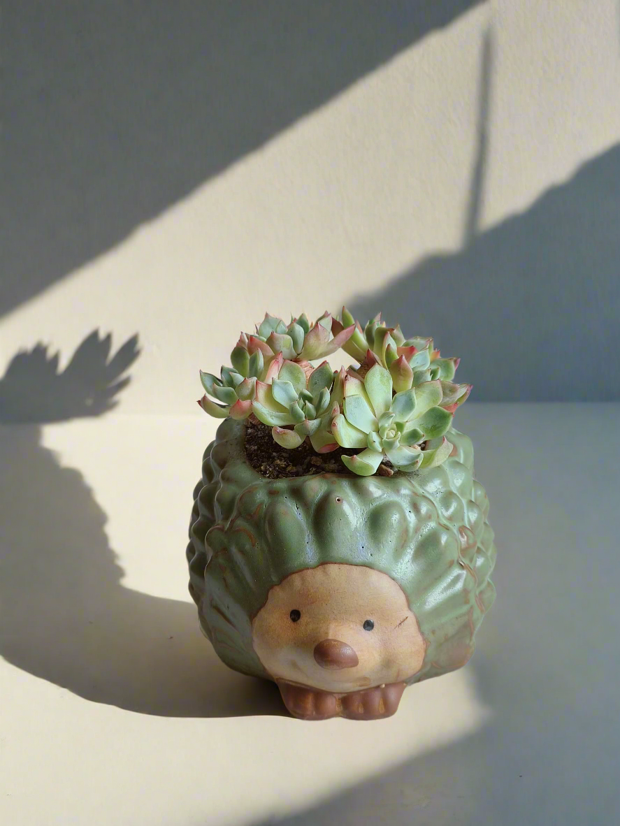 Charming display of Echeveria Elegans in cute hedgehog pot