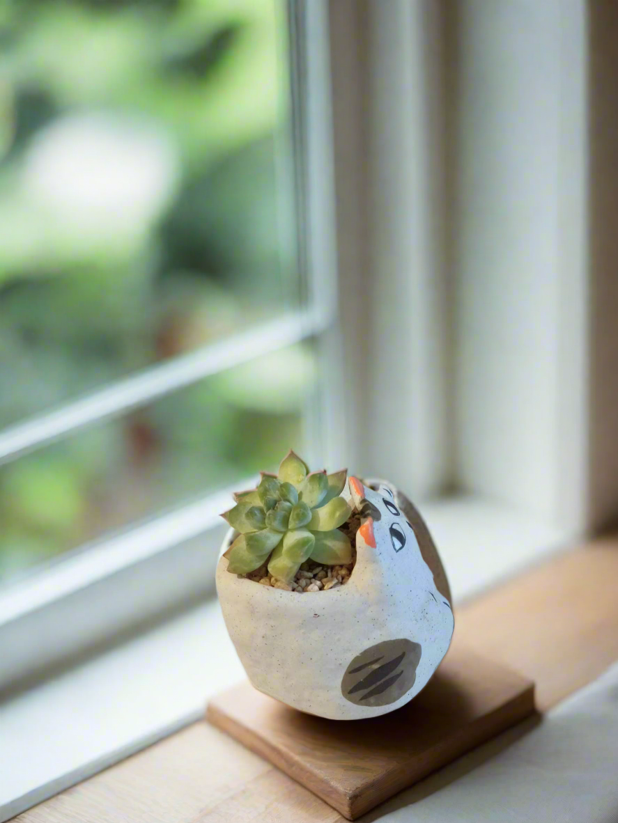 Close-up of Succulent Cat Pot - Echeveria Elegans