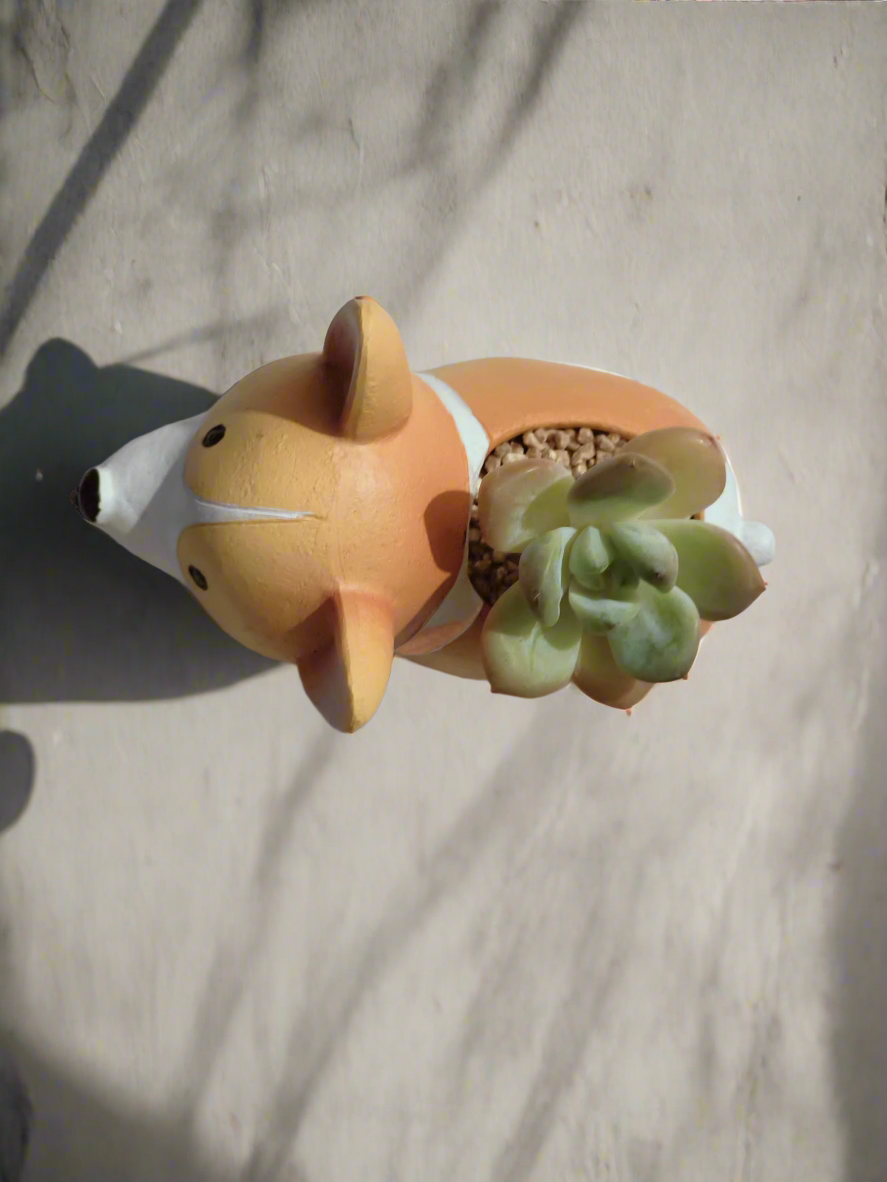 Natural beauty of Echeveria Ice Green in Corgi-shaped pot