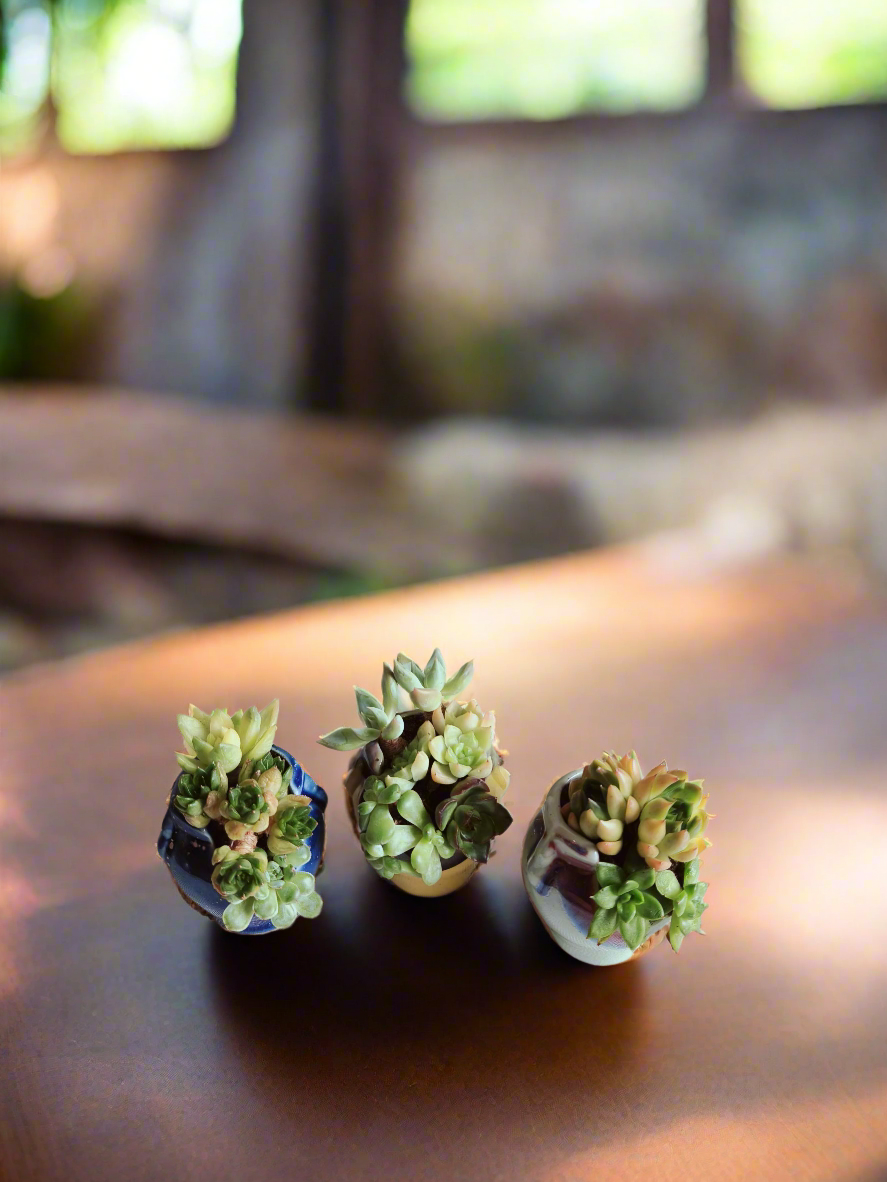 Succulent Sakura Blue - Sedum Lucidum - SlowBloomGreens