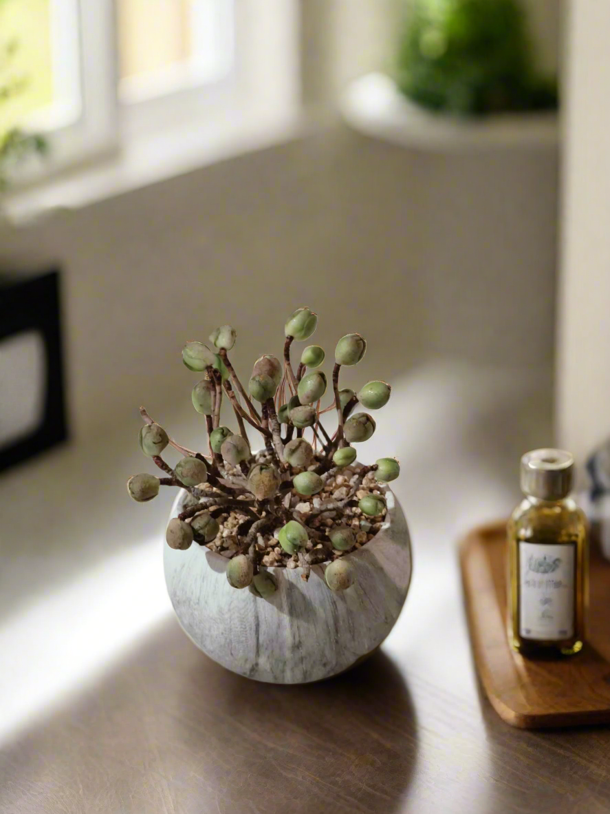 Succulent Elegant Round Grey - Aeonium 'Adodes' - SlowBloomGreens