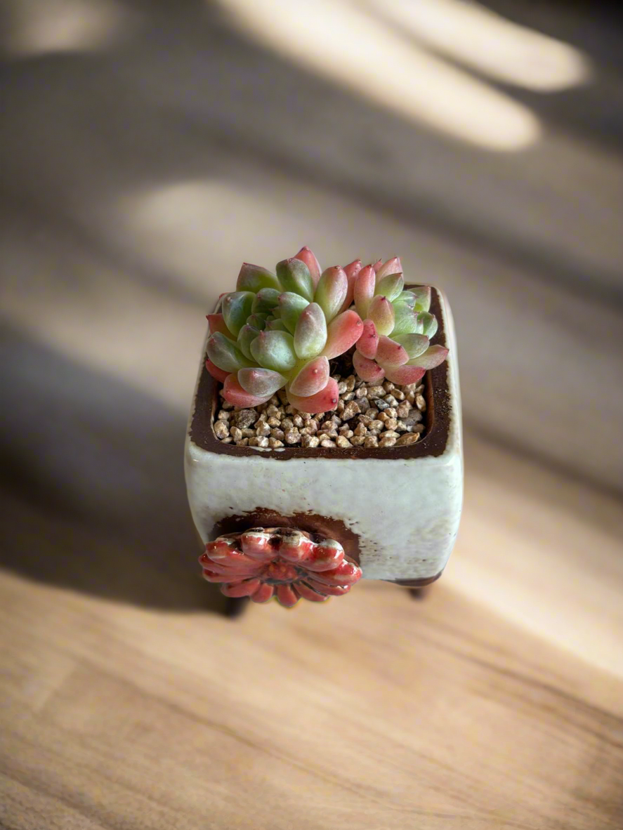 Succulent Ceramic Square Flowerpot White – Echeveria Suryeon - SlowBloomGreens