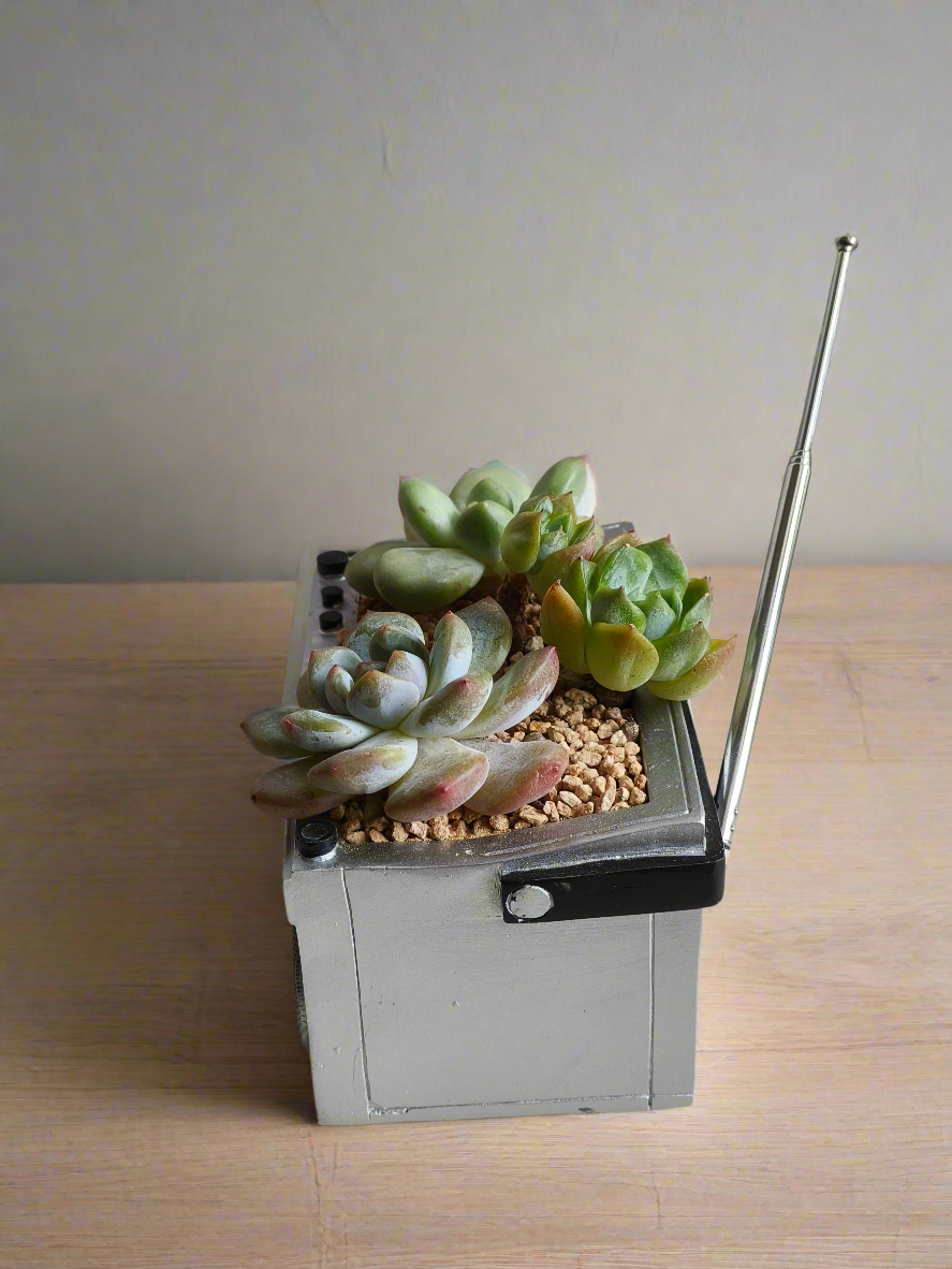 Succulent Retro Boombox – Pachyphytum Oviferum, Echeveria Bluebird & Echeveria Elegans 🎶✨