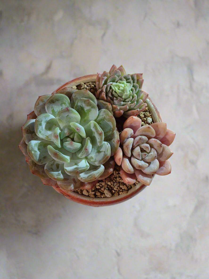 Succulent Moonlit Bloom Pot – Mottled Red with Echeveria Orange Monroe & Friends