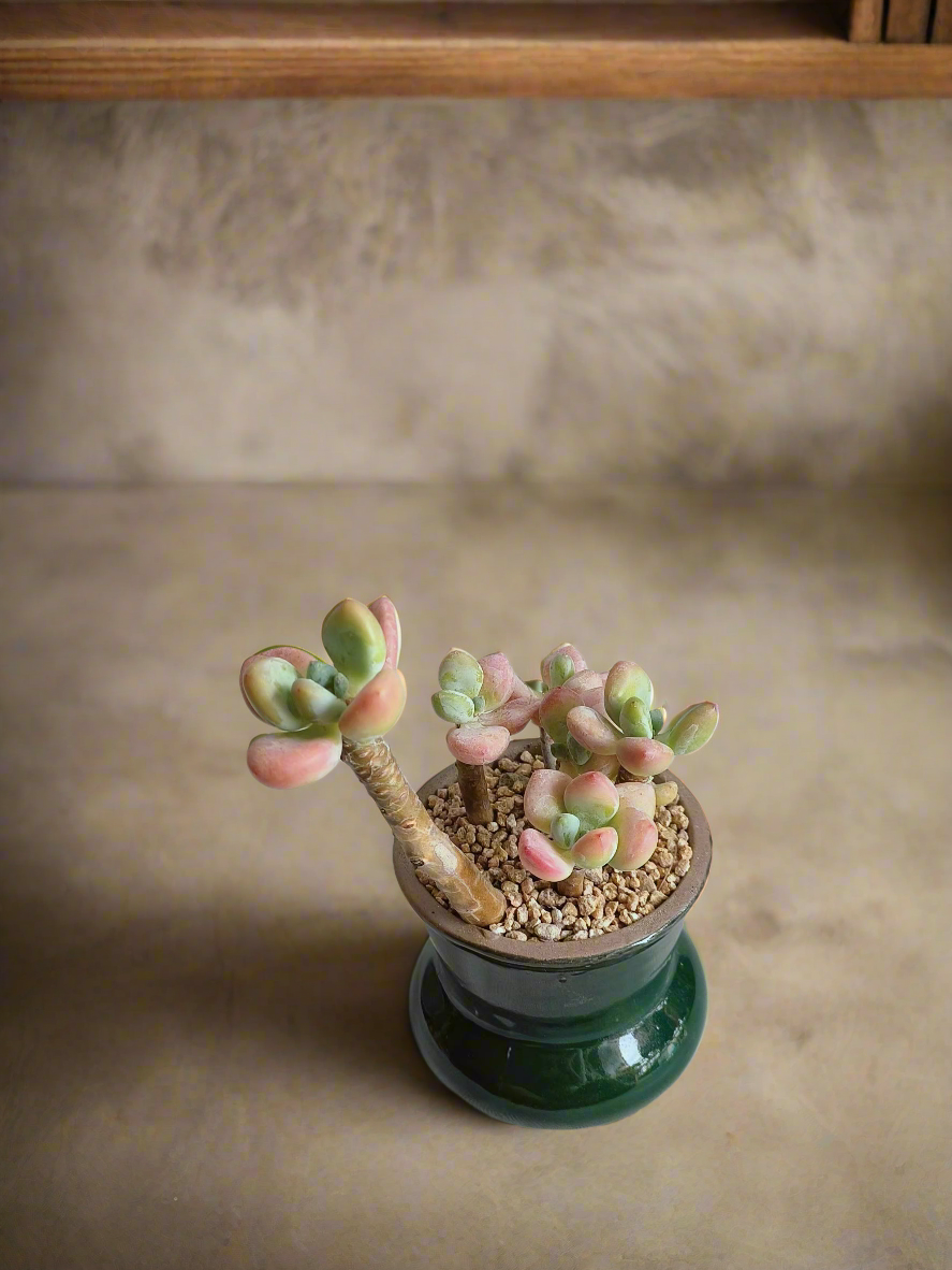 Succulent Rustica Emerald - Pachyphytum Apple