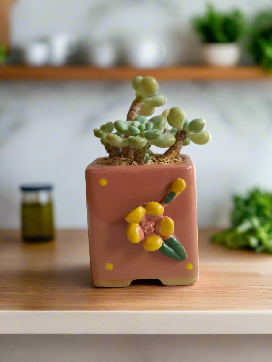 Succulent Floral Charm Pink – Tiscalatengo Gorge Sedum - SlowBloomGreens