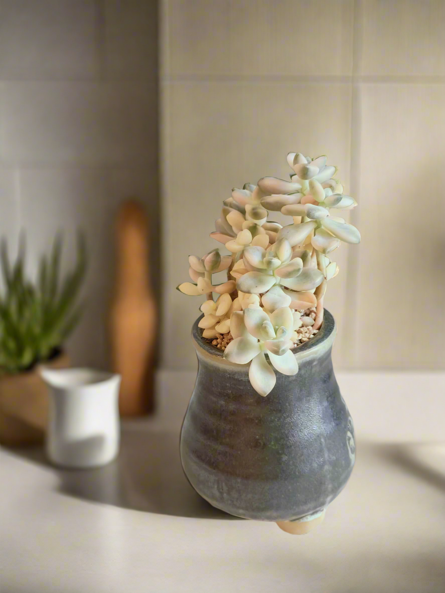 Succulent Rustic Pot Glow Grey - Graptoveria 'Titubans' - SlowBloomGreens