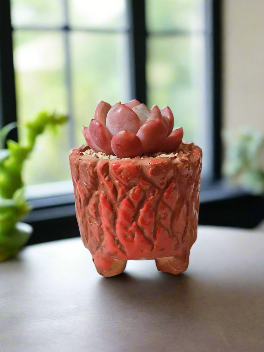 Succulent Rustica Ceramic Red – Echeveria Orange Monroe