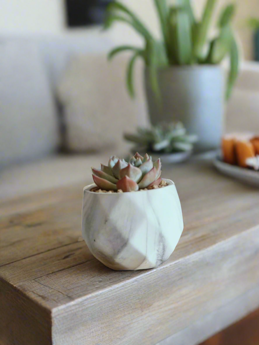 Stylish marble finish of the Succulent Harmony Ash Pot holding Echeveria Bluebird.