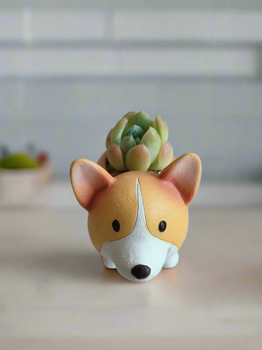 Succulent Charming Corgi - Echeveria Ice Green - SlowBloomGreens