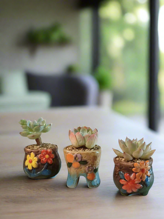 Succulent Floral Charm Trio – Echeveria 'Mont Blanc', 'Mexican Snowball', 'Agavoides'