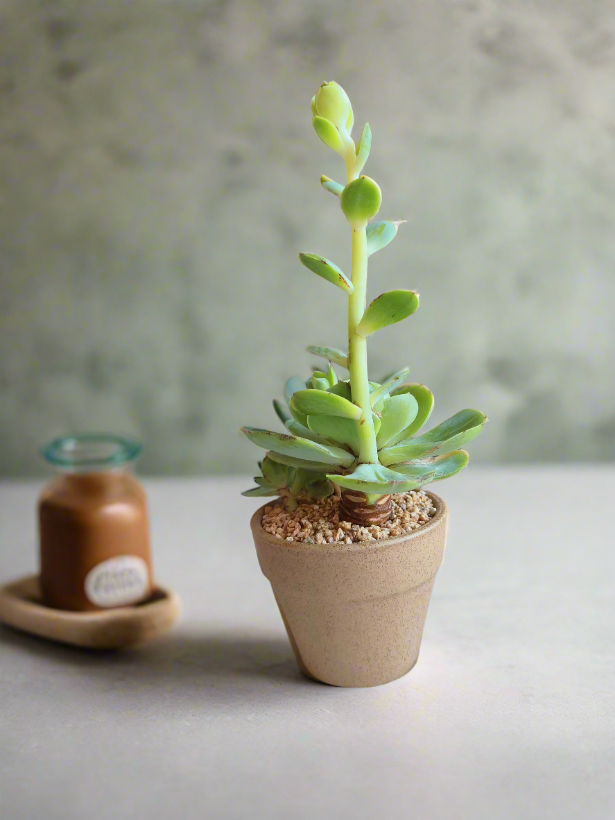 Echeveria Peach Pride planted in a unique speckled terracotta pot.