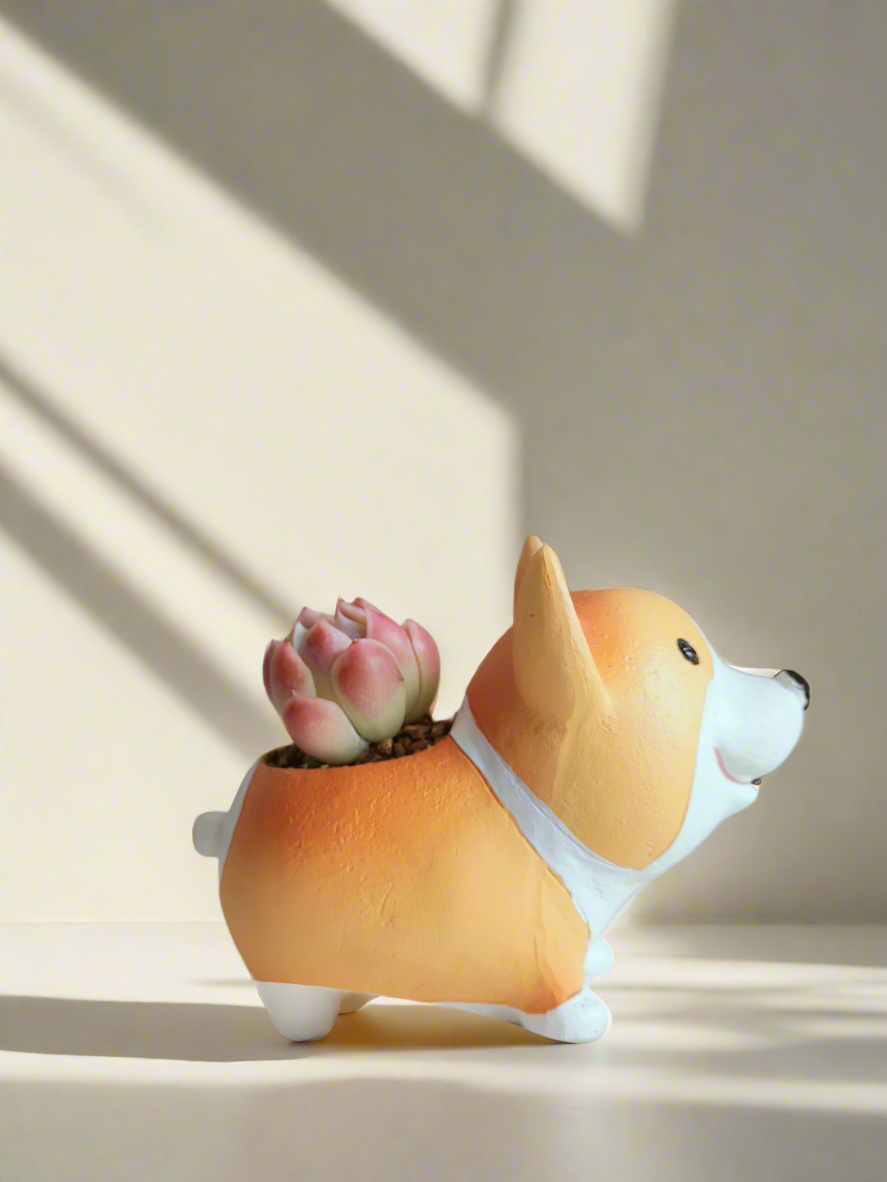 Succulent Charming Corgi - Echeveria Mexican Snowball - SlowBloomGreens