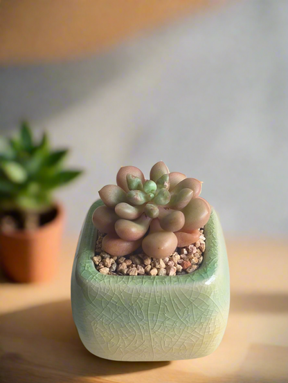 Succulent Mini Serene Square – Graptopetalum 'Mirinae'