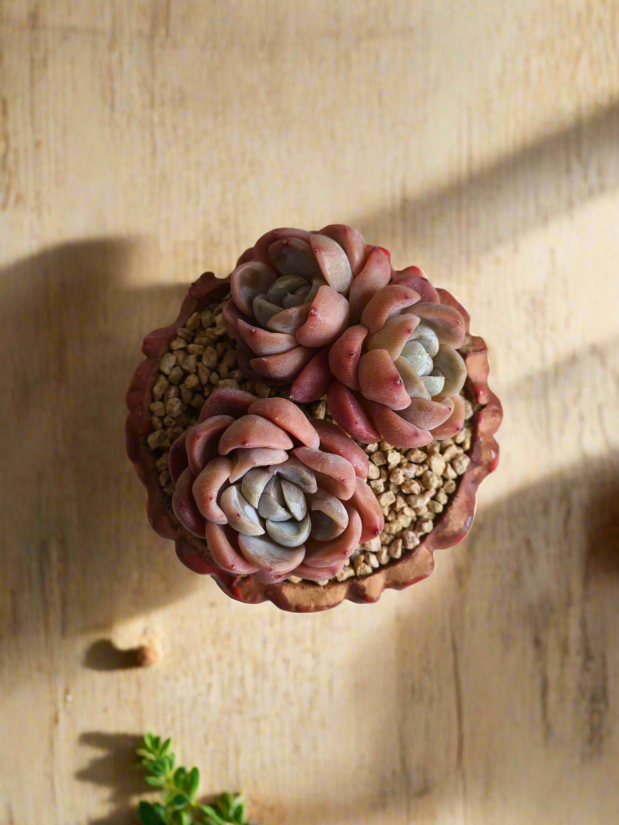 Succulent Rustica Ceramic Red – Echeveria hybrid