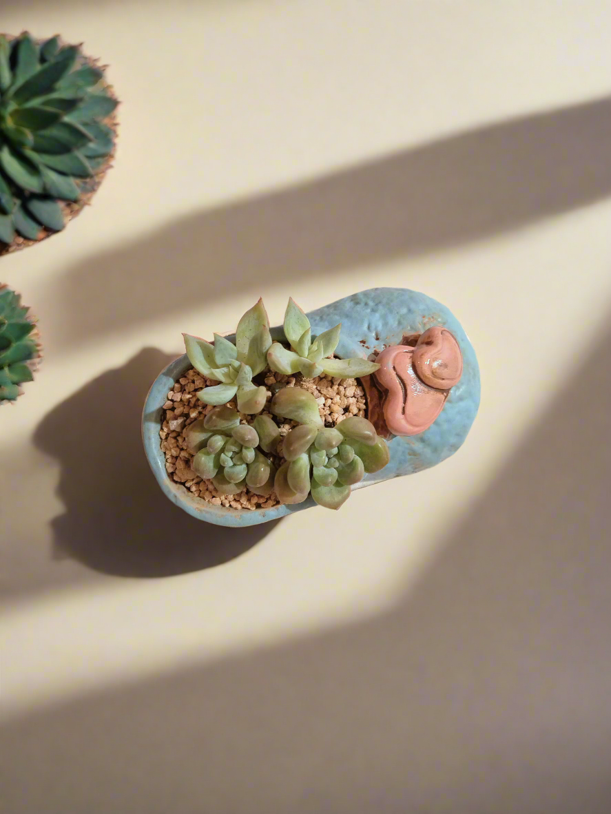 Succulent Mary Jane Charm Blue – Graptopetalum mendoza & Pachyveria pachyphytoides - SlowBloomGreens