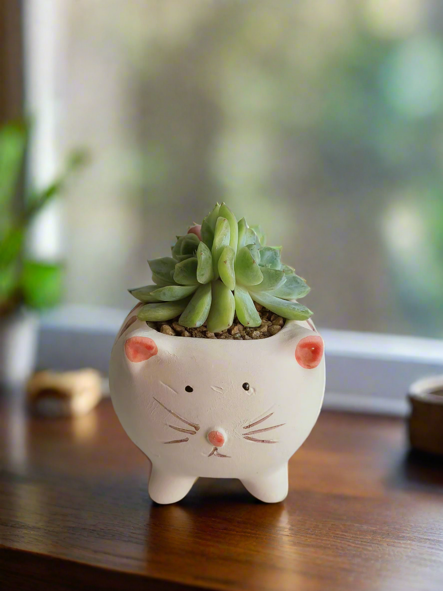 Double-headed Echeveria Cat's Claw in whimsical cat pot