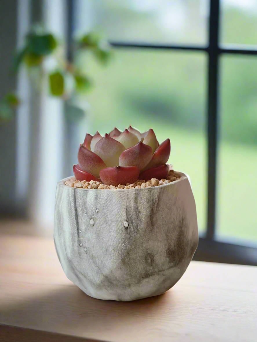 Succulent Classic Marble Ash Pot – Echeveria Strawberry Almond