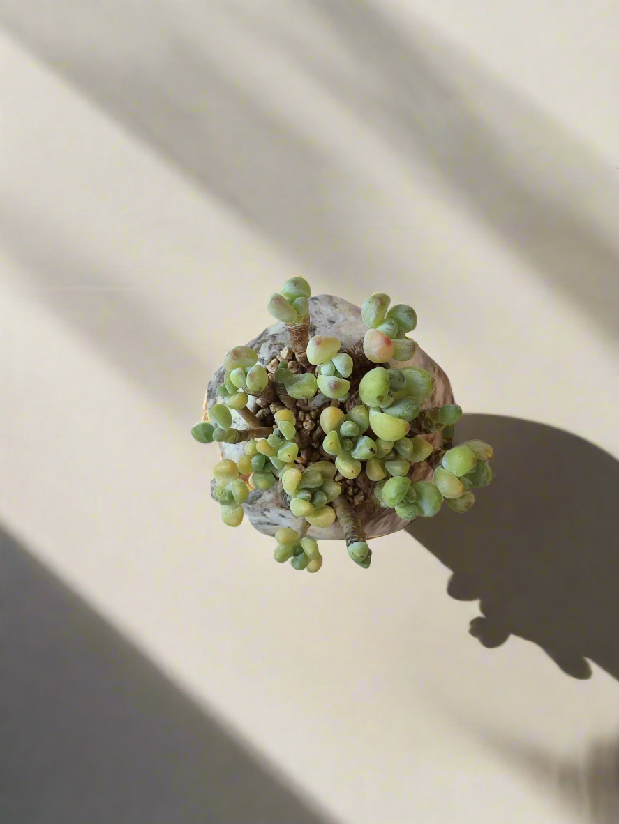 Succulent Mini Octagon Brown - Sedum Treleasei 'Stonecrop' - SlowBloomGreens