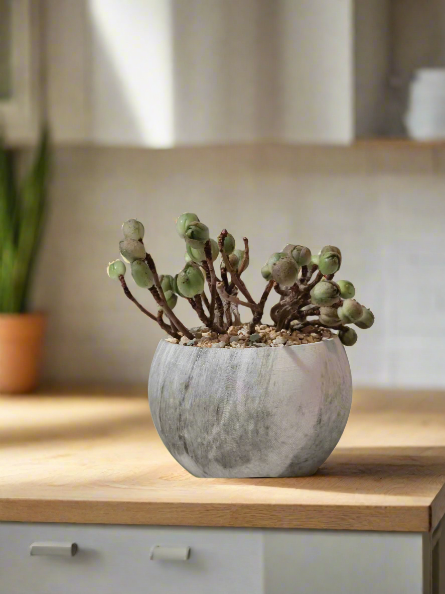 Succulent Elegant Round Grey - Aeonium 'Adodes' - SlowBloomGreens