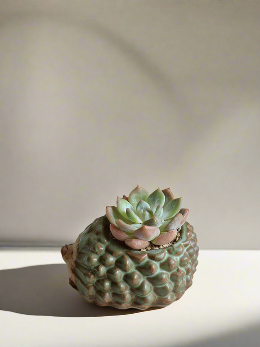 Succulent Hedgehog Pot - Echeveria Suryeon