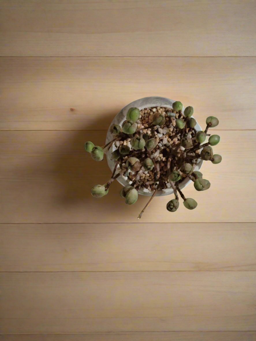 Succulent Elegant Round Grey - Aeonium 'Adodes' - SlowBloomGreens