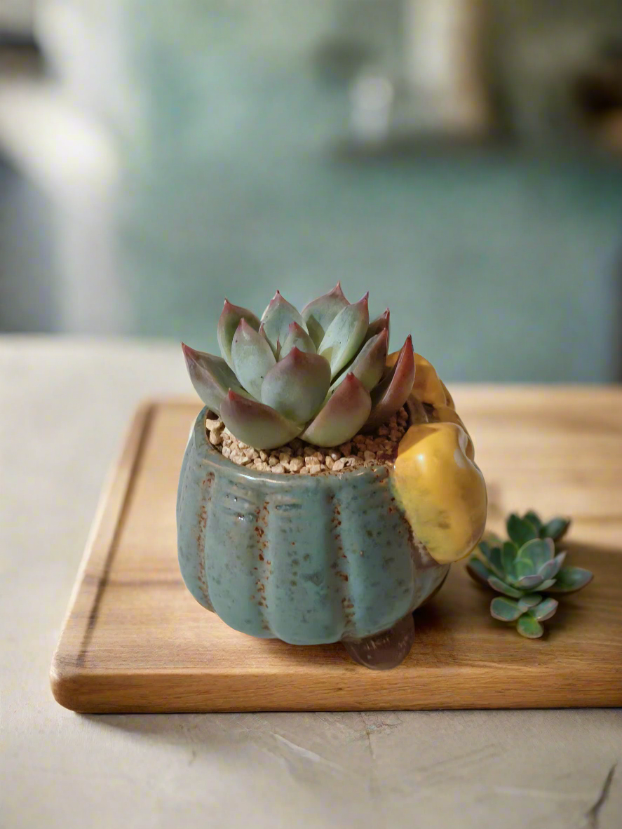 Succulent Ceramic Round Bow Blue – Echeveria 'Blue Bird' - SlowBloomGreens