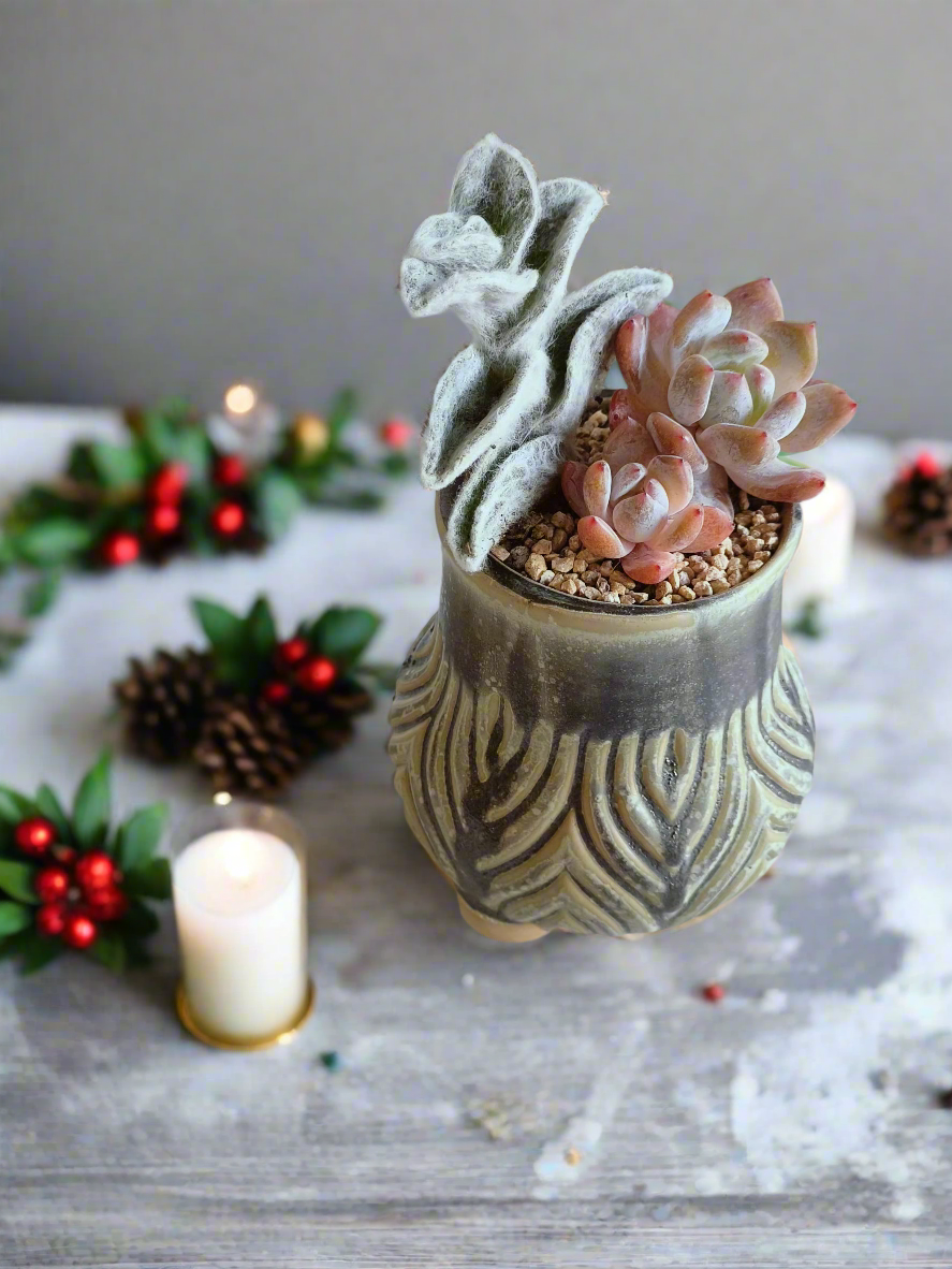 Succulent Rustic Pot Ash  – White Velvet & Echeveria Spica - SlowBloomGreens