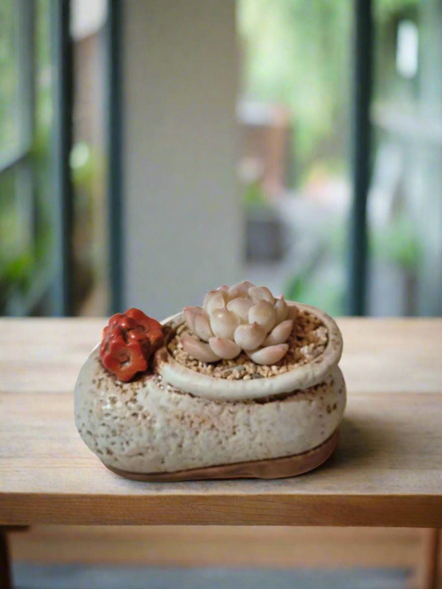 Succulent Mary Jane Charm White Pot – Echeveria Elegans - SlowBloomGreens