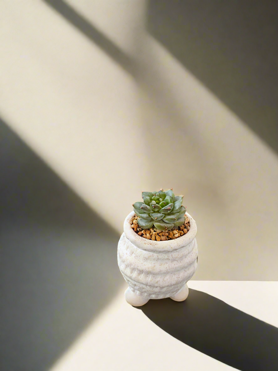 Succulent Tiny Footed Planter - Echeveria 'Red Velvet' - SlowBloomGreens