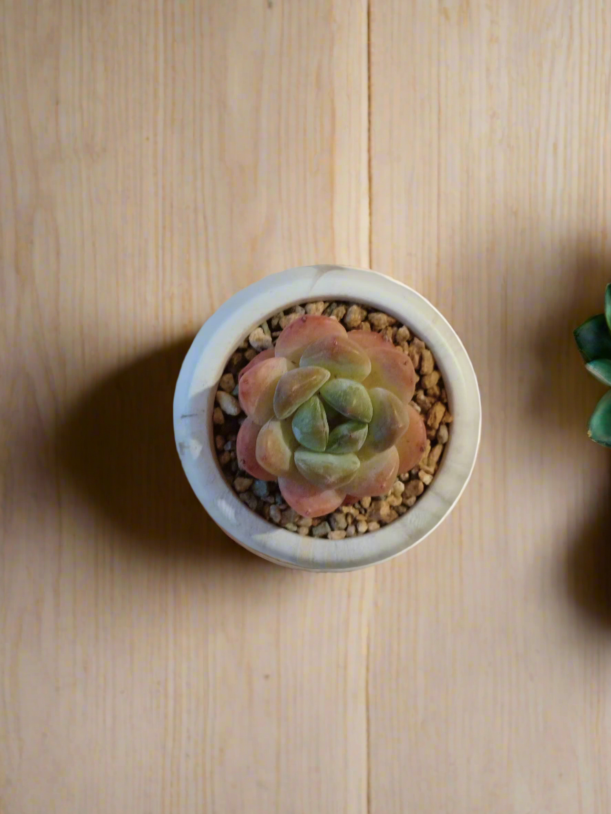 Succulent Mini Round Gold Pot – Echeveria Suryeon